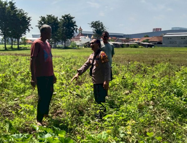 Polsek Sidoarjo Kota Pantau Perkembangan Lahan Jagung Desa Lebo Dukung Swasembada Pangan